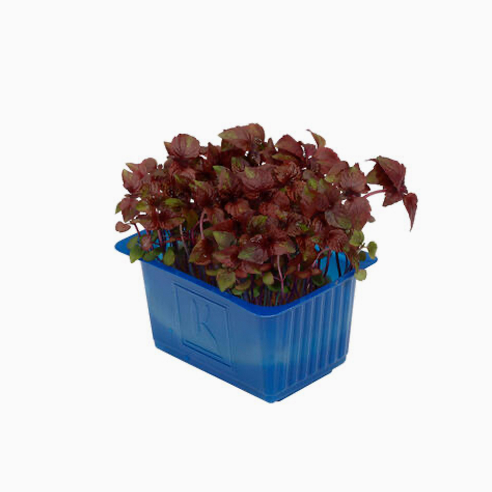 Shiso Purple Leaves - شيسو بنفسجيا اوراق
