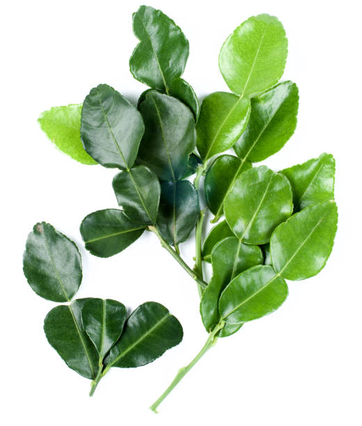 Lime Leaves 100g