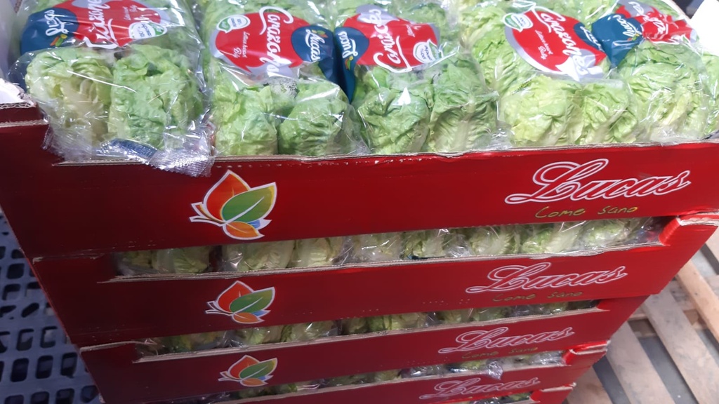 Lettuce Baby Gem "6pc" - خس بيبي جيم اسباني