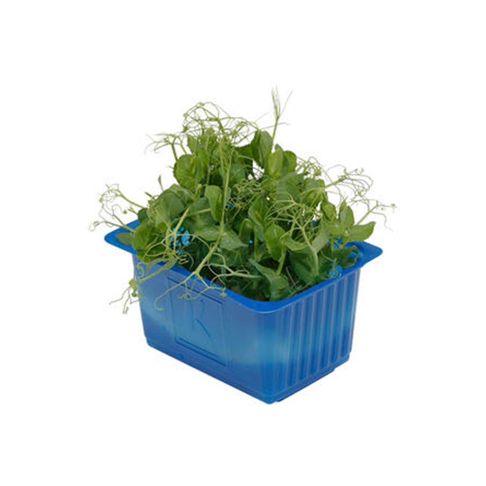 Affilla Cress -  كريس أفيلاهولندي