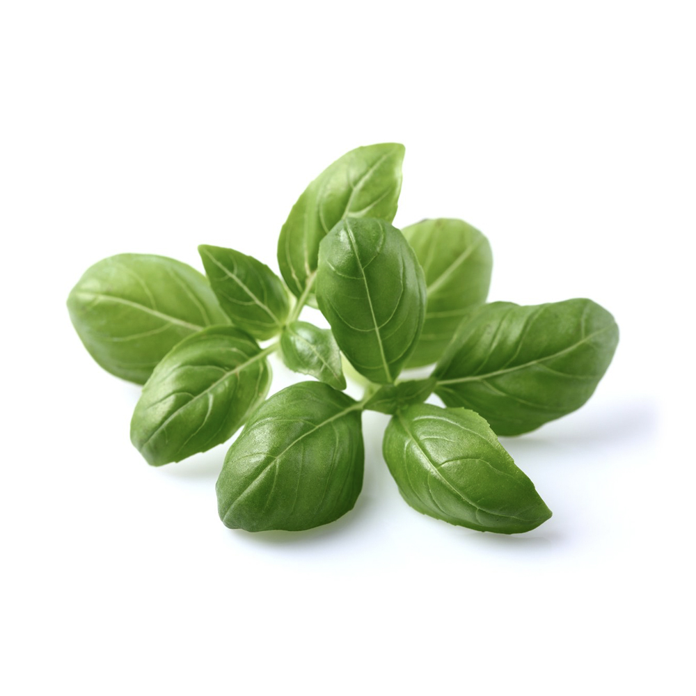 Basil Holland 100 gm